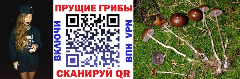 мориарти телеграм  Кадников  Галлюциногенные грибы прущие грибы 